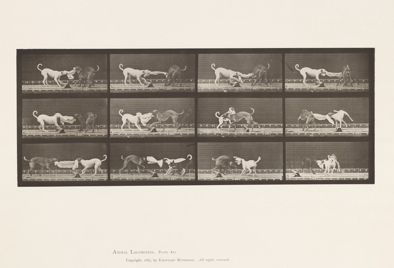 Tavola 715. Cani; Tre, Tirando un Asciugamano, Ike, Maggie, ecc. da Eadweard Muybridge