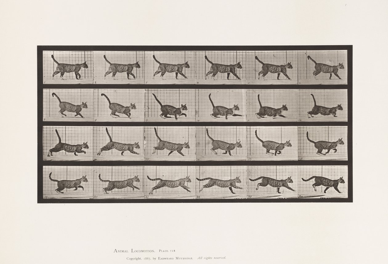 Tavola 716. Gatto; Camminare, Cambiare a Galoppare da Eadweard Muybridge
