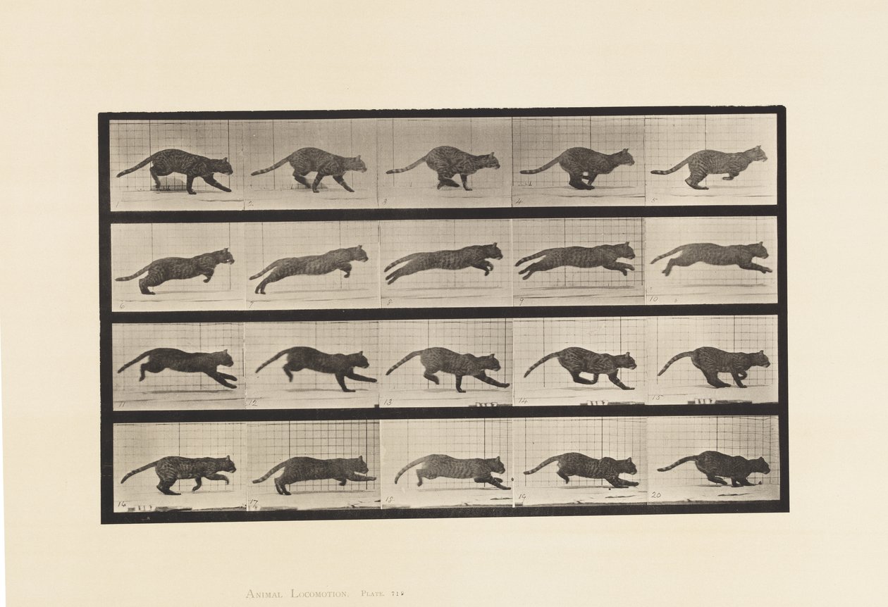 Tavola 719. Gatto; Galoppando da Eadweard Muybridge
