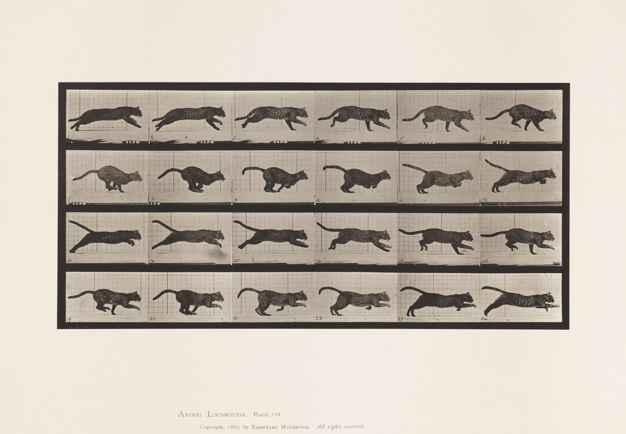 Tavola 720. Gatto; Galoppo da Eadweard Muybridge