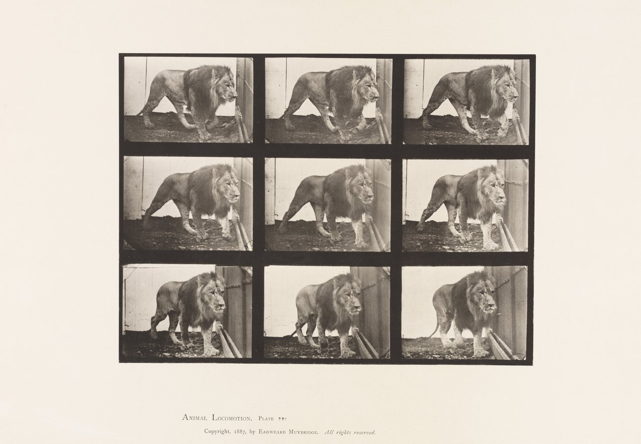 Tavola 721. Leone; Camminare da Eadweard Muybridge