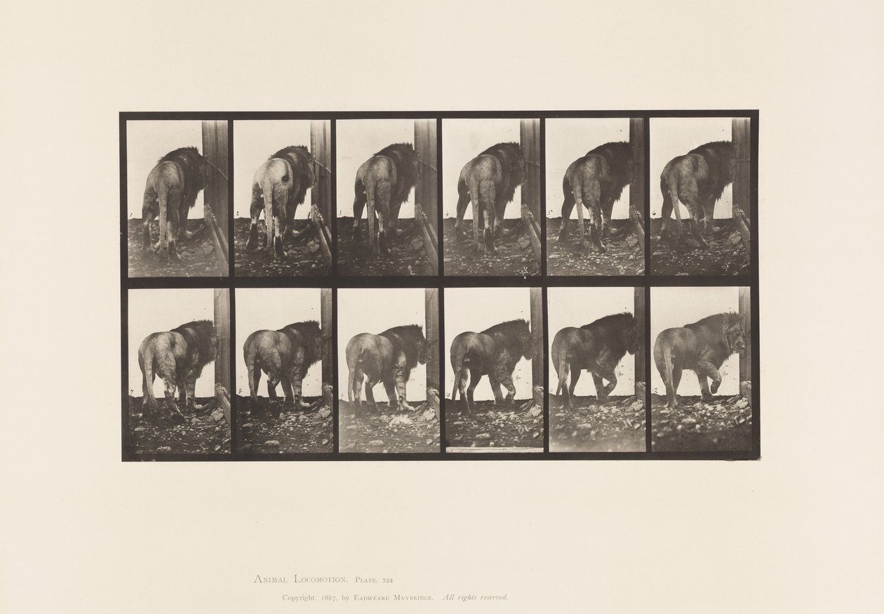 Tavola 724. Leone; Camminata, Girandosi da Eadweard Muybridge