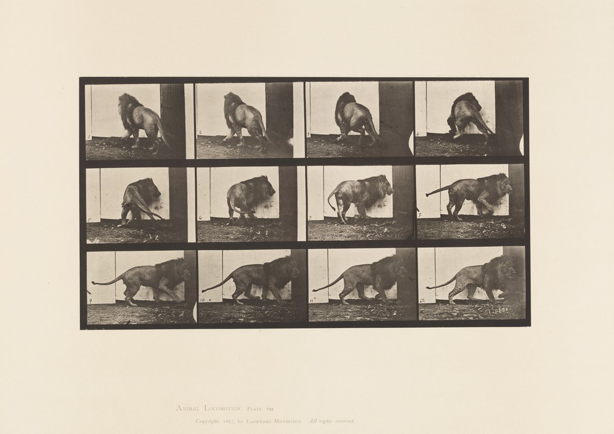 Tavola 725. Leone; Camminare, Girarsi da Eadweard Muybridge
