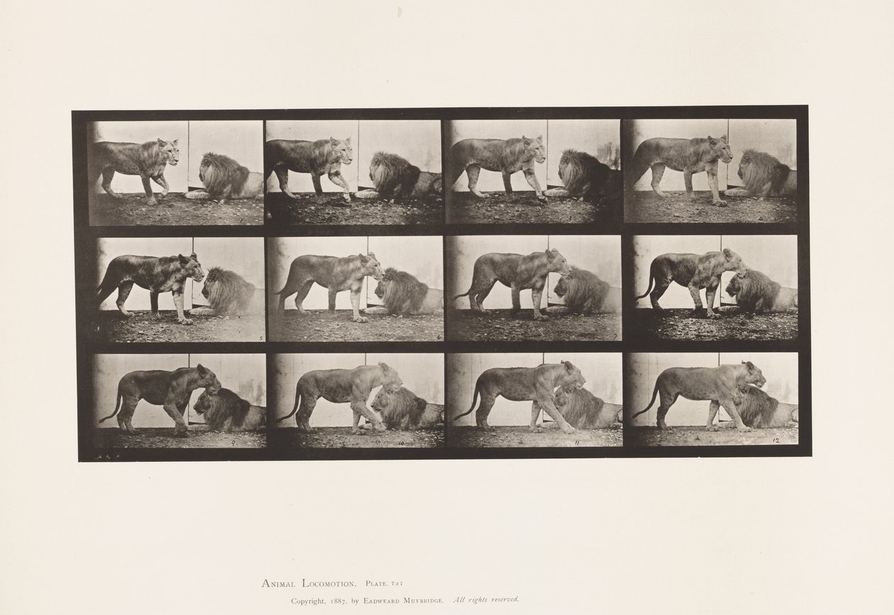 Tavola 727. Leonessa; Camminando; Leone; Sdraiato da Eadweard Muybridge