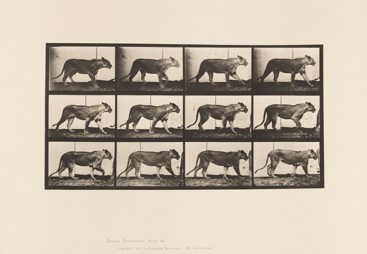 Piastra 728. Leonessa; camminando; leone; sdraiato da Eadweard Muybridge