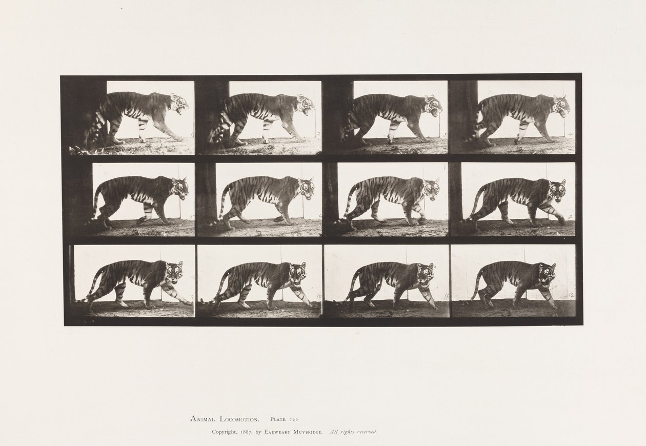 Tavola 729. Tigre; Camminata da Eadweard Muybridge