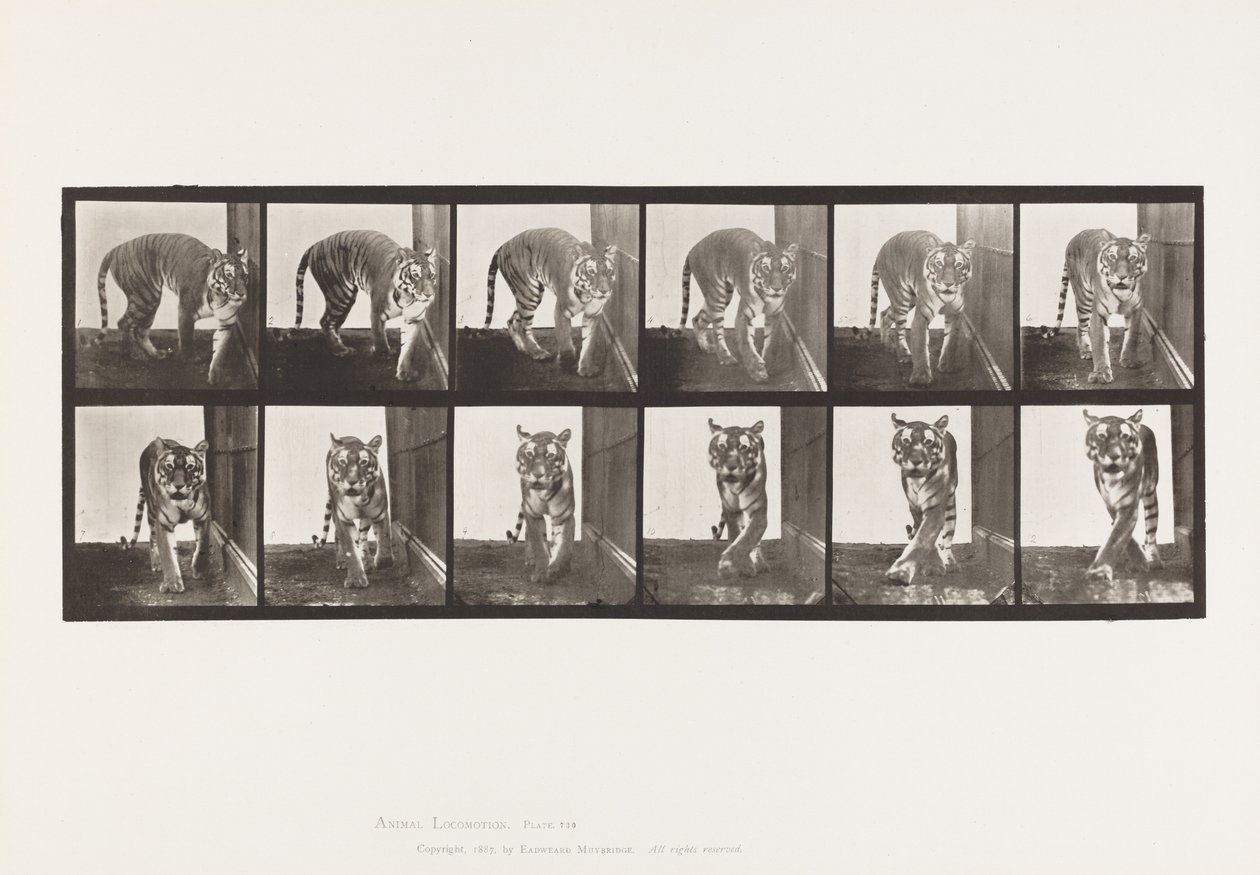 Piastra 730. Tigre; camminando; girandosi da Eadweard Muybridge