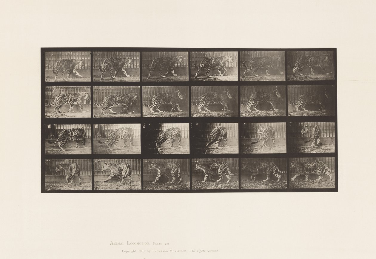 Tavola 731. Giaguaro; A, Camminare; B, Girarsi da Eadweard Muybridge