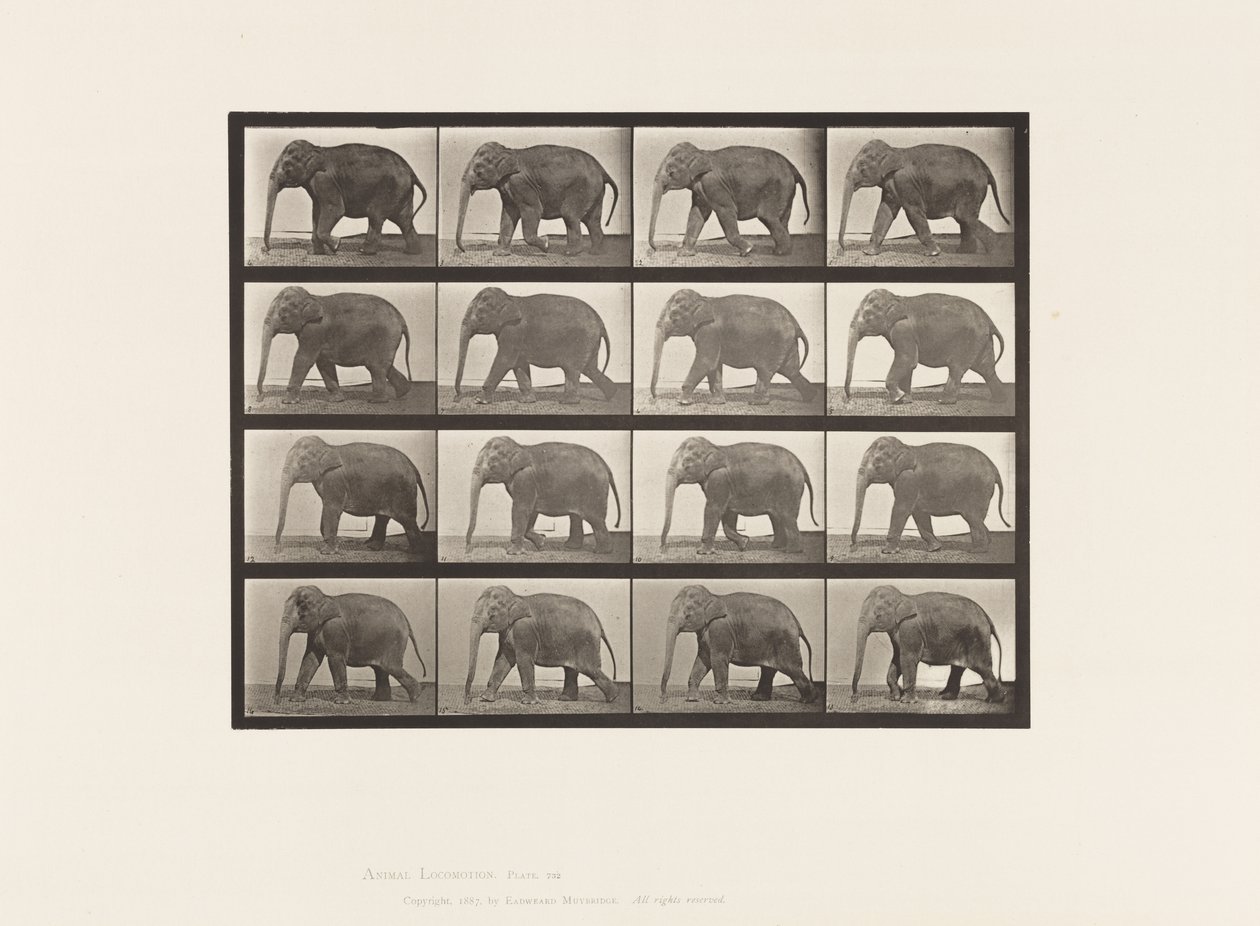 Tavola 732. Elefante; Camminata da Eadweard Muybridge