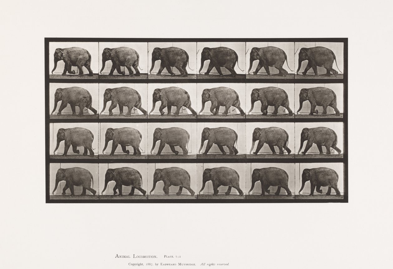 Piastra 733. Elefante; camminando da Eadweard Muybridge