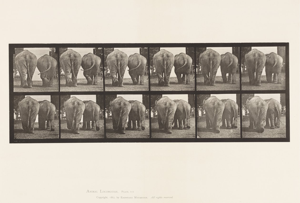 Tavola 735. Elefanti; Due, Camminando da Eadweard Muybridge