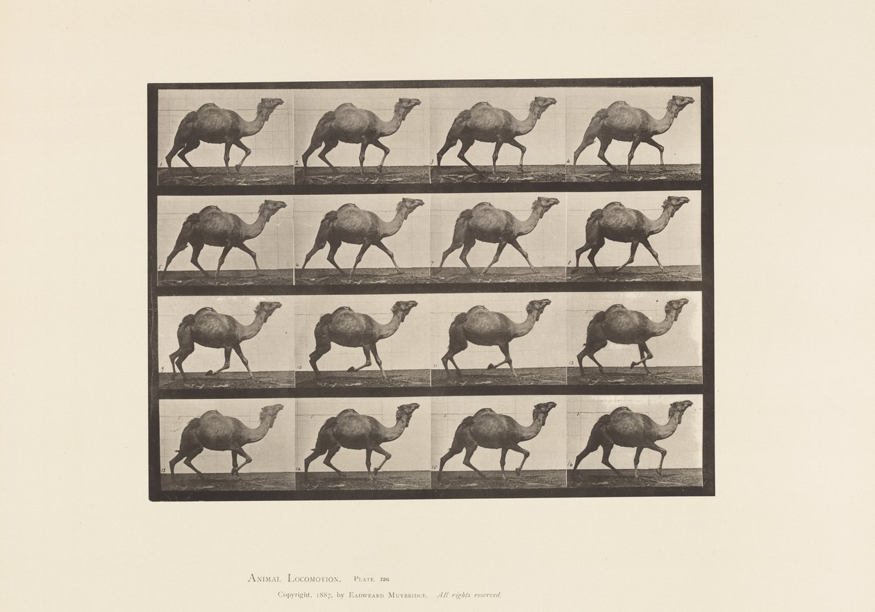 Tavola 736. Cammello egiziano; Andatura laterale da Eadweard Muybridge