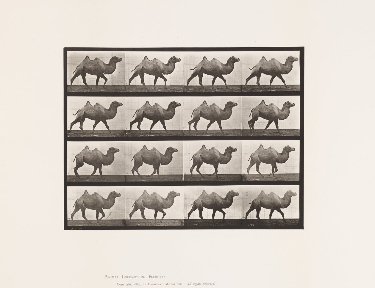 Tavola 737. Cammello bactriano; Camminare da Eadweard Muybridge