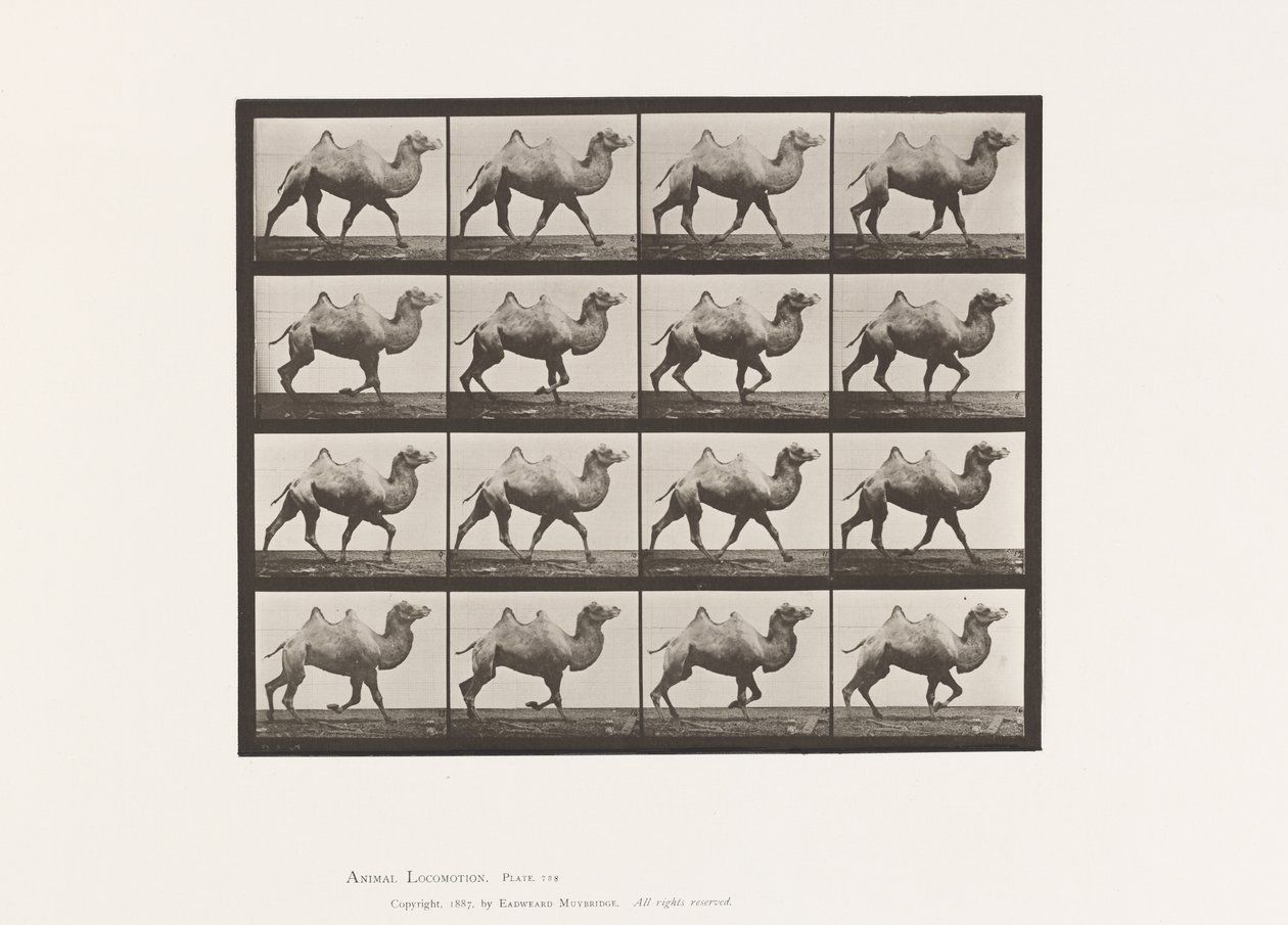 Piastra 738. Cammello bactriano; al trotto da Eadweard Muybridge
