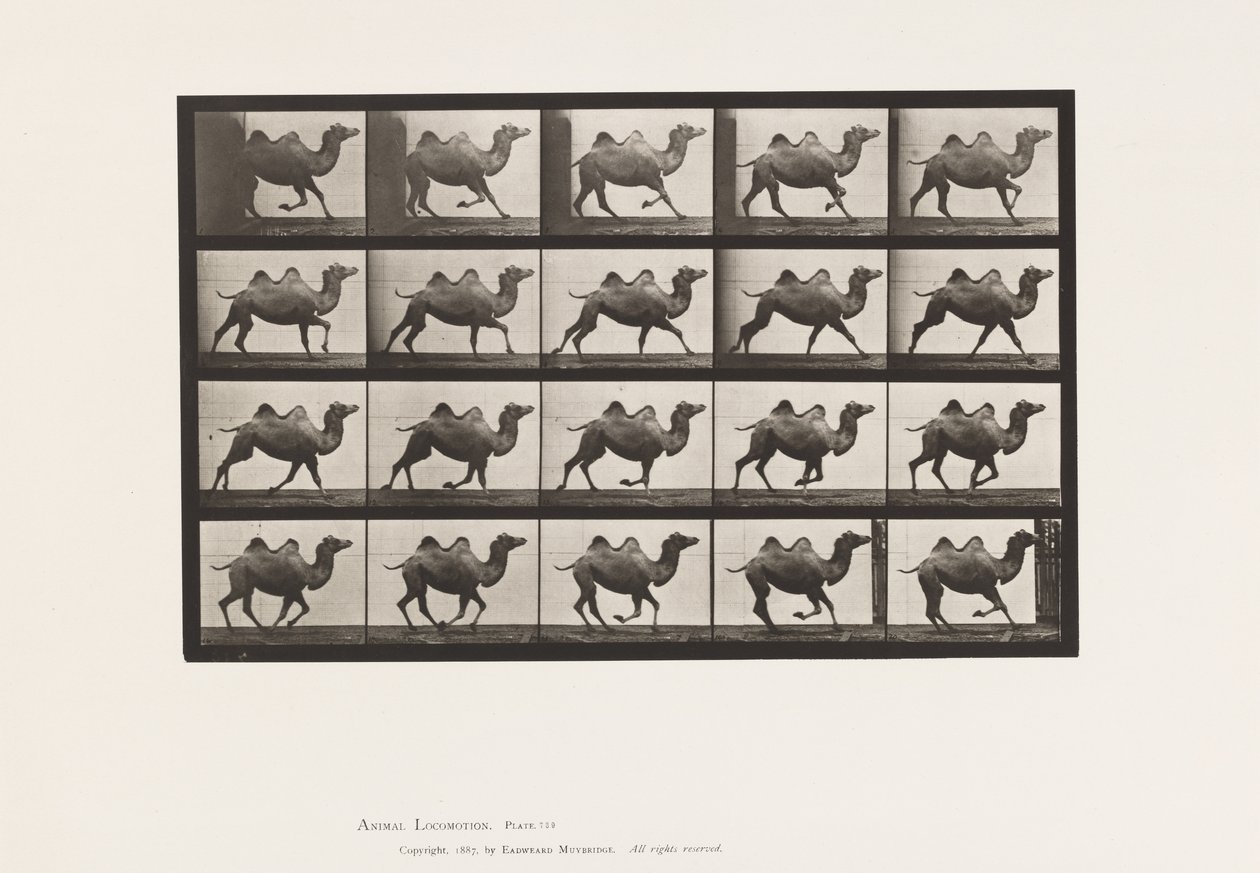 Tavola 739. Cammello bactriano; Galoppare da Eadweard Muybridge