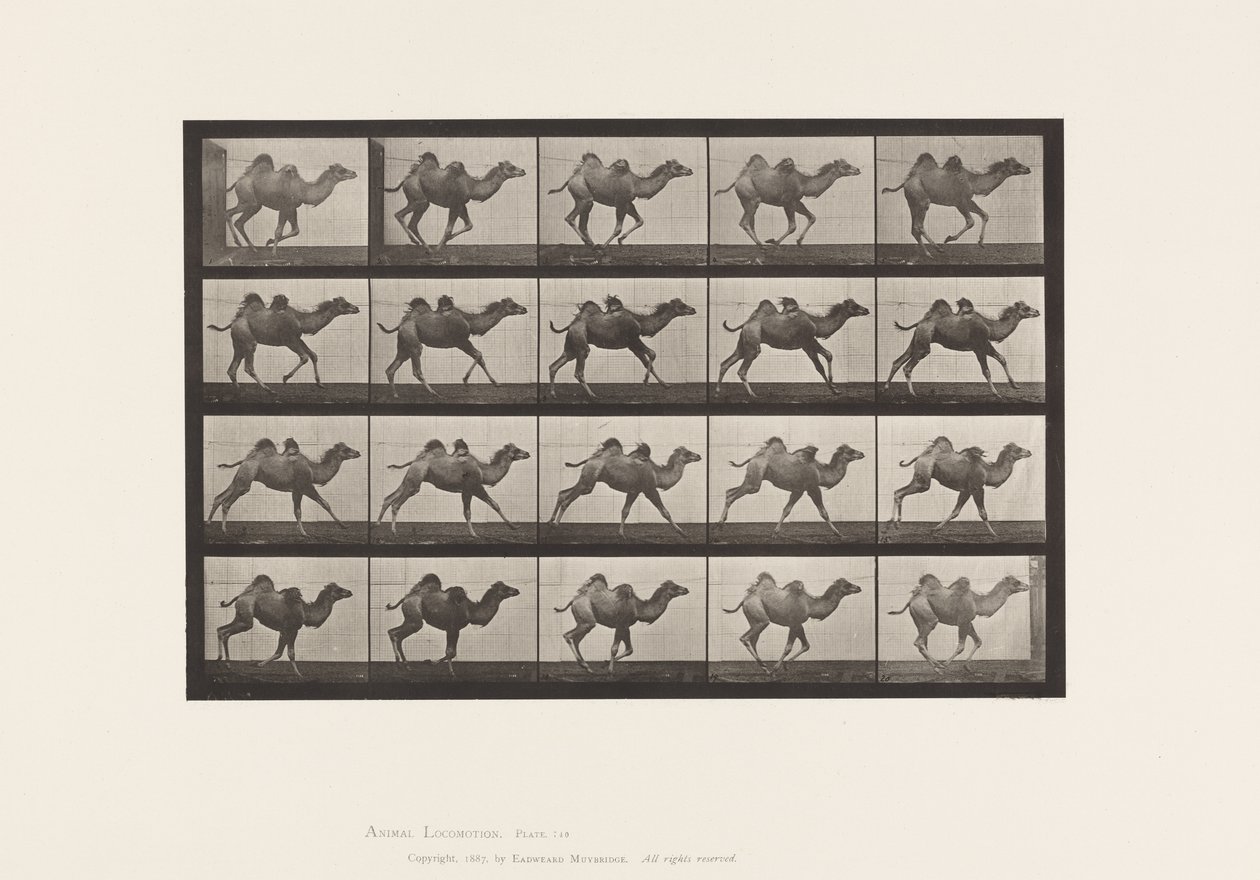 Piastra 740. Cammello bactriano; (giovane), al galoppo da Eadweard Muybridge