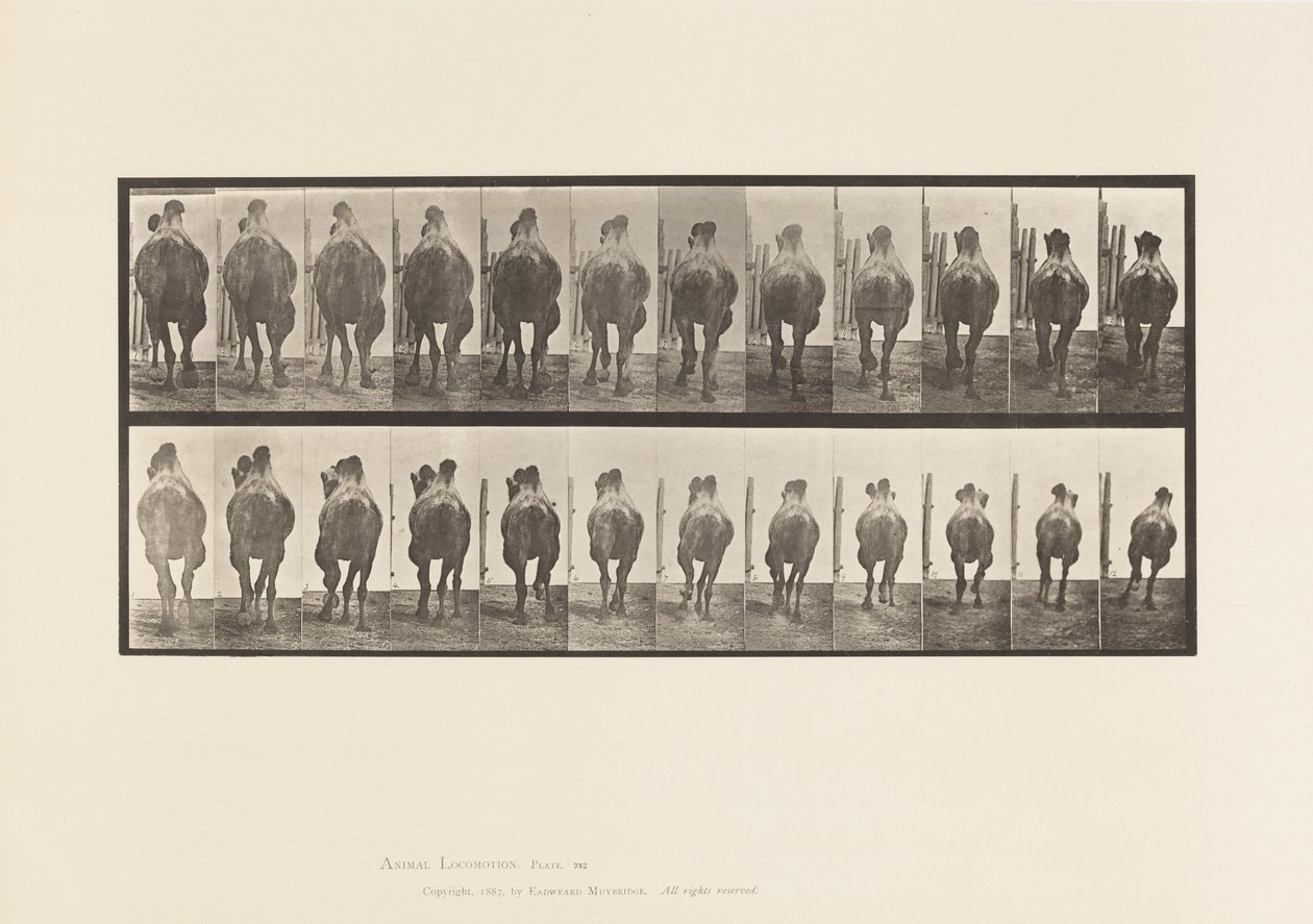 Tavola 742. Cammello Battriano; A, Passo; B, Galoppo da Eadweard Muybridge
