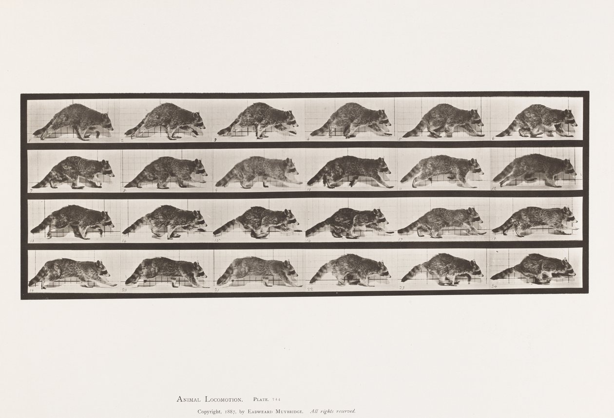 Tavola 744. Procione; Camminata; cambio a galoppo da Eadweard Muybridge