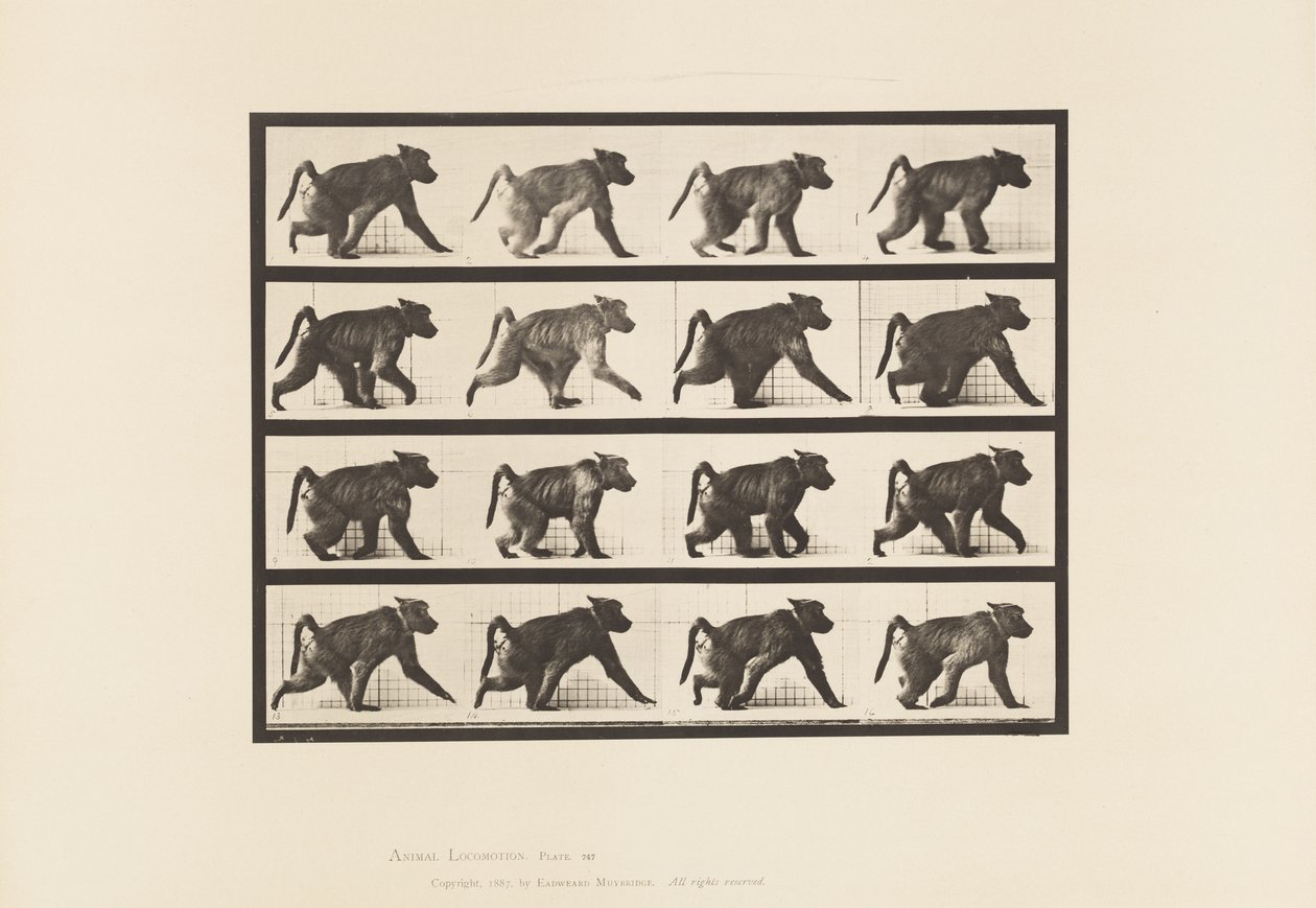 Tavola 747. Babbuino; Camminando a quattro zampe da Eadweard Muybridge