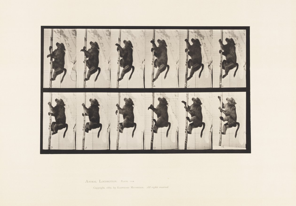 Tavola 749. Babbuino; Arrampicarsi su un palo da Eadweard Muybridge