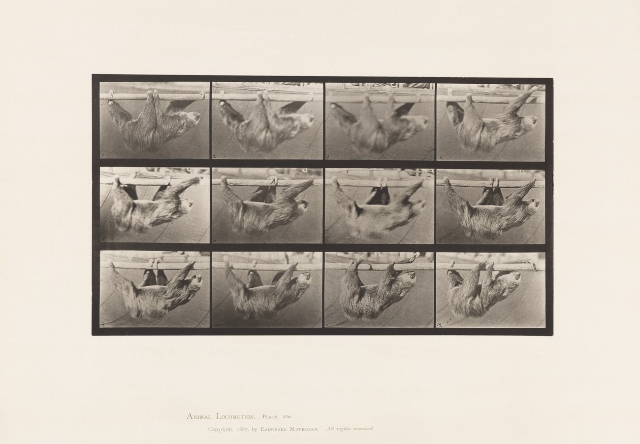 Tavola 750. Bradipo; Camminata, sospeso su un palo orizzontale da Eadweard Muybridge