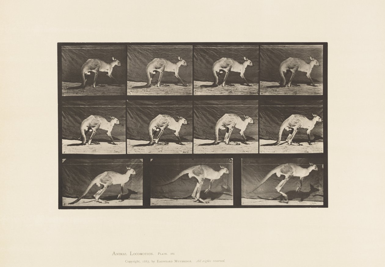 Tavola 751. Canguro; Camminare a Quattro Zampe; Passaggio al Salto da Eadweard Muybridge