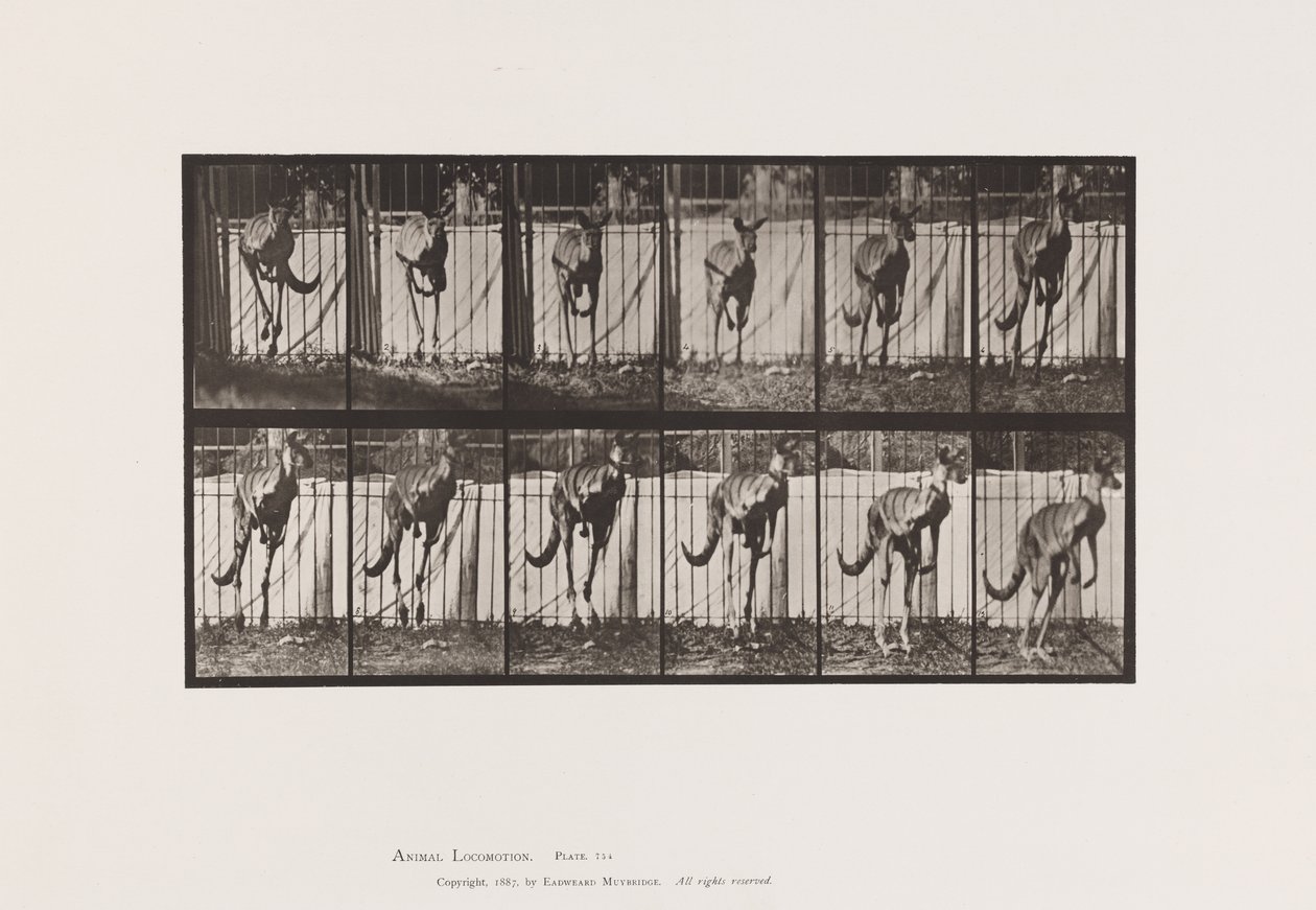 Tavola 754. Canguro; Salto da Eadweard Muybridge