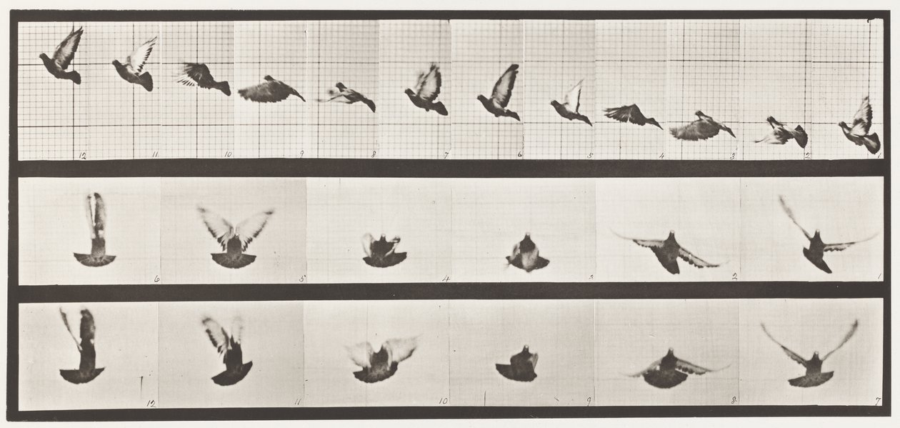 Tavola 755. Piccione; Volante da Eadweard Muybridge