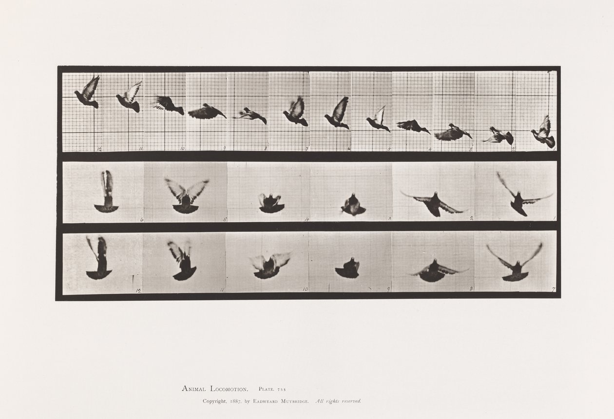 Tavola 755. Piccione; Volante da Eadweard Muybridge