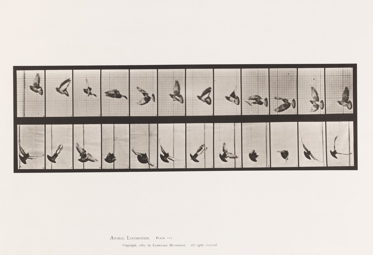 Tavola 756. Piccione; Volo da Eadweard Muybridge