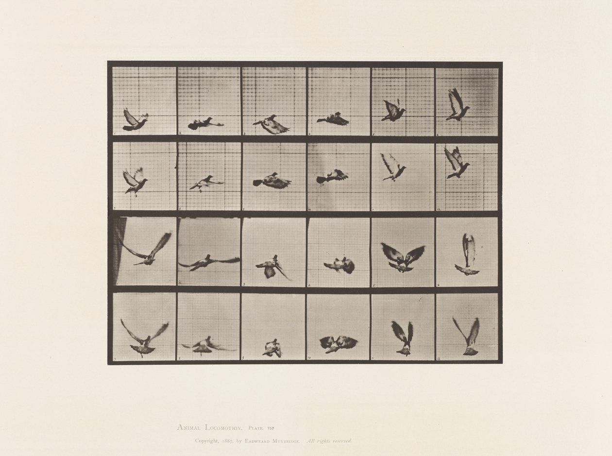 Tavola 757. Piccione; Volando da Eadweard Muybridge