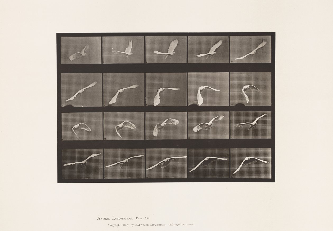 Tavola 760. Cacatua; Volando da Eadweard Muybridge