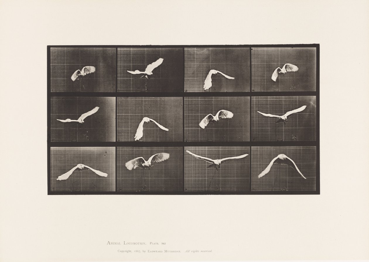 Tavola 762. Cacatua; Volando da Eadweard Muybridge