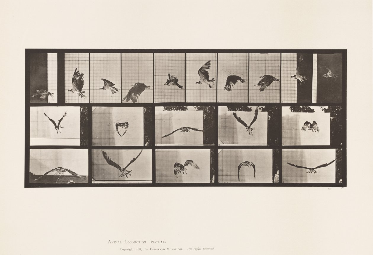 Tavola 764. Falco pescatore; Volando da Eadweard Muybridge