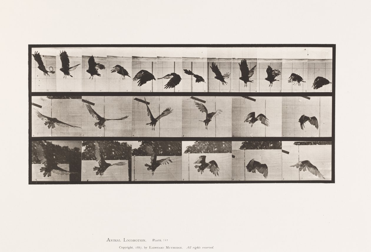 Tavola 767. Avvoltoio; Volo da Eadweard Muybridge