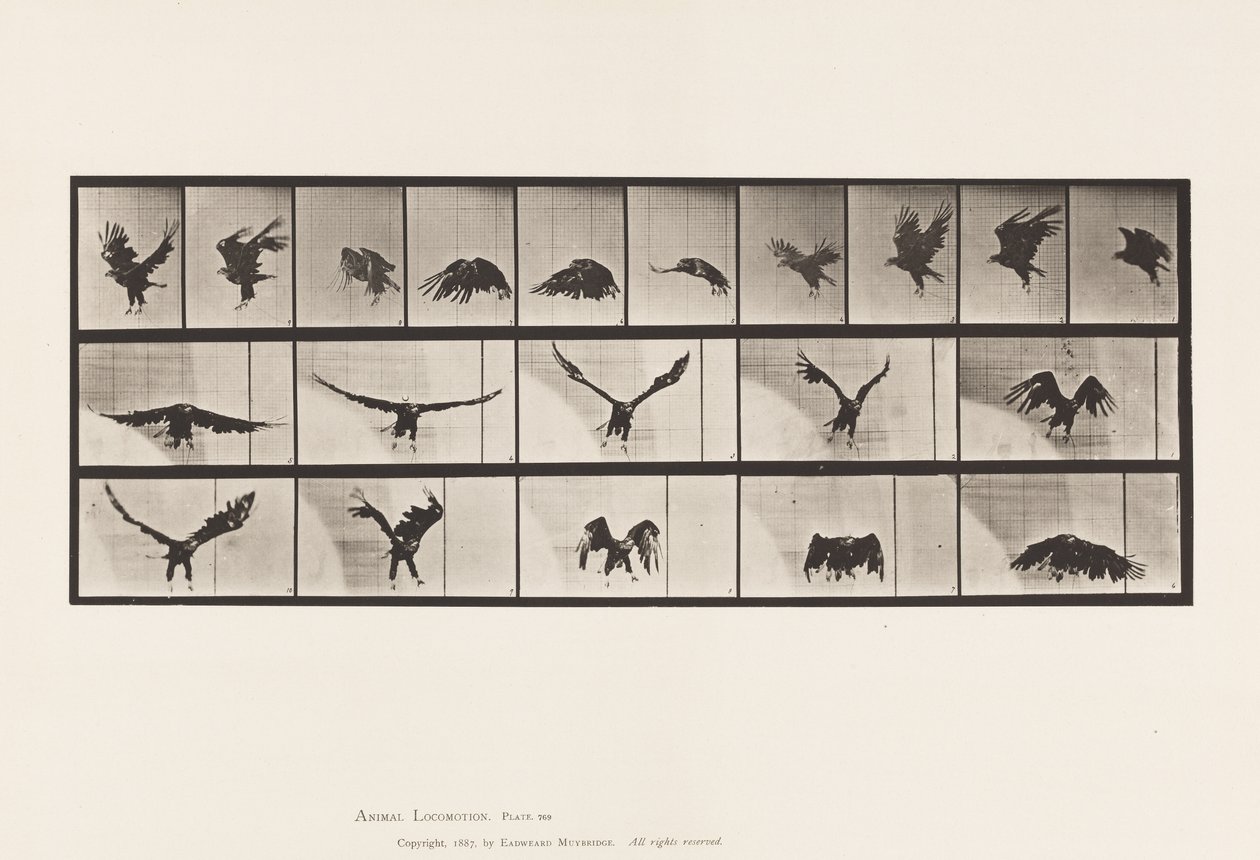 Tavola 769. Aquila Americana; Volando da Eadweard Muybridge