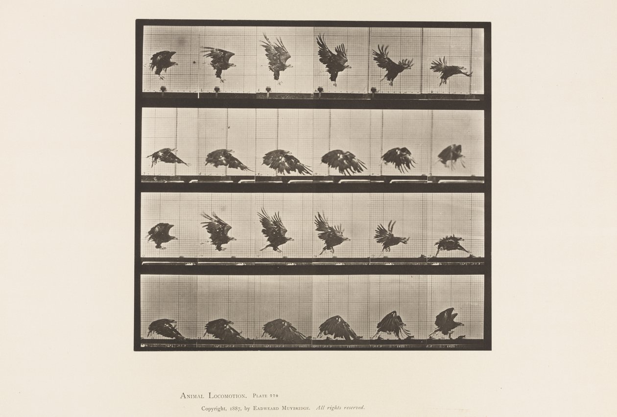 Tavola 770. Aquila americana; Volo vicino al suolo da Eadweard Muybridge