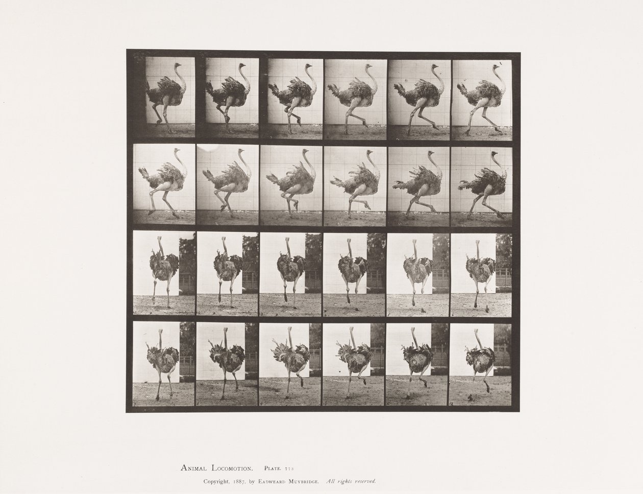 Tavola 773. Struzzo; Correndo da Eadweard Muybridge