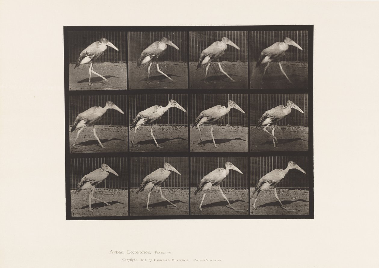 Tavola 774. Adjutant; Camminando da Eadweard Muybridge