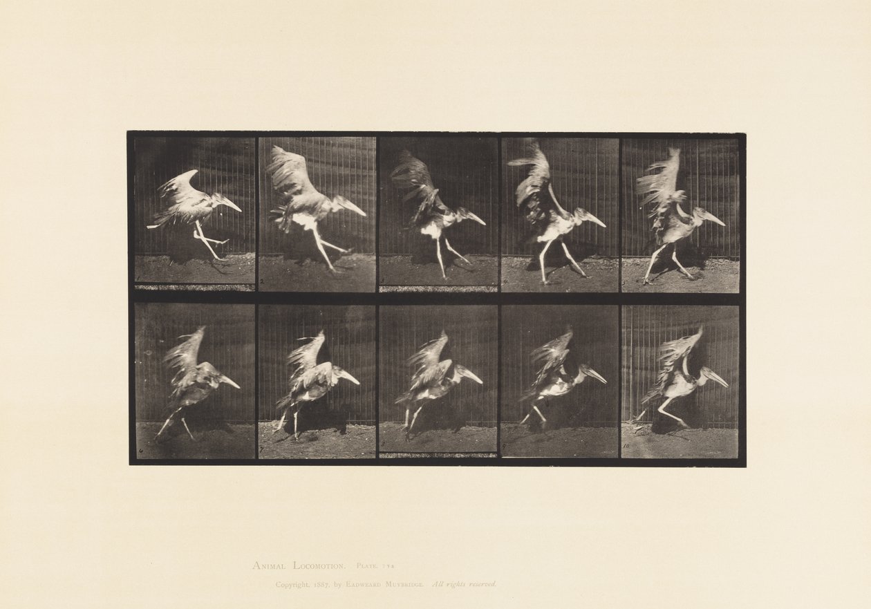 Tavola 775. Adjutant; Volo in corsa da Eadweard Muybridge