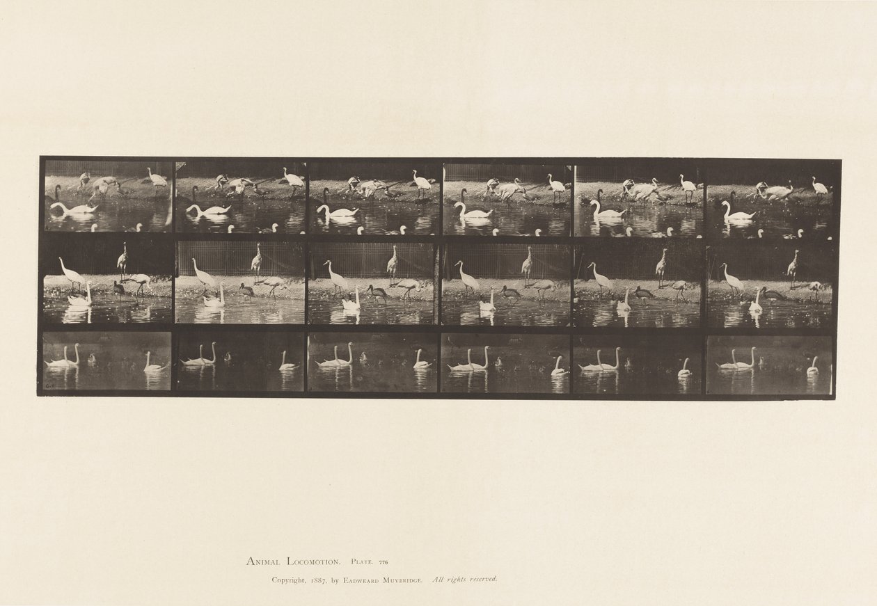 Tavola 776. Cicogne; Cigni, ecc, A, B, C da Eadweard Muybridge