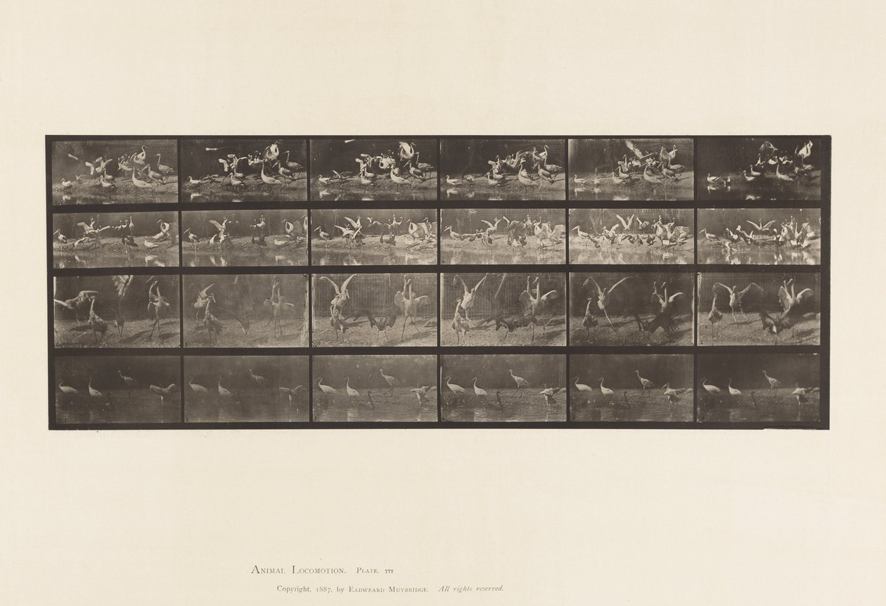 Tavola 777. Cicogne; ecc, A, B, C, D da Eadweard Muybridge