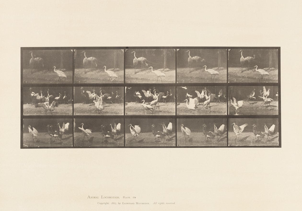 Tavola 778. Cicogne; ecc, A, B, C da Eadweard Muybridge