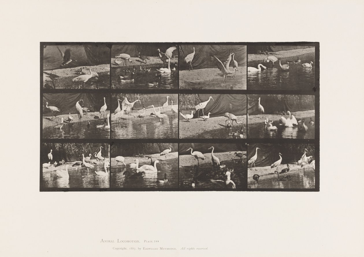 Tavola 780. Cicogne; Cigni, ecc. da Eadweard Muybridge