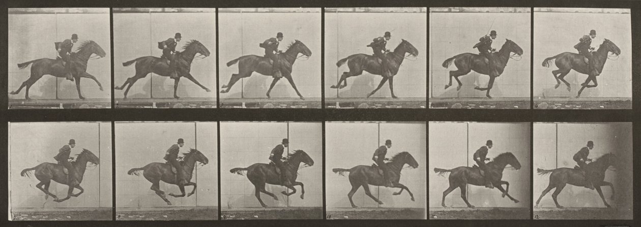 Tavola numero 624. "Daisy" al galoppo, sellata da Eadweard Muybridge
