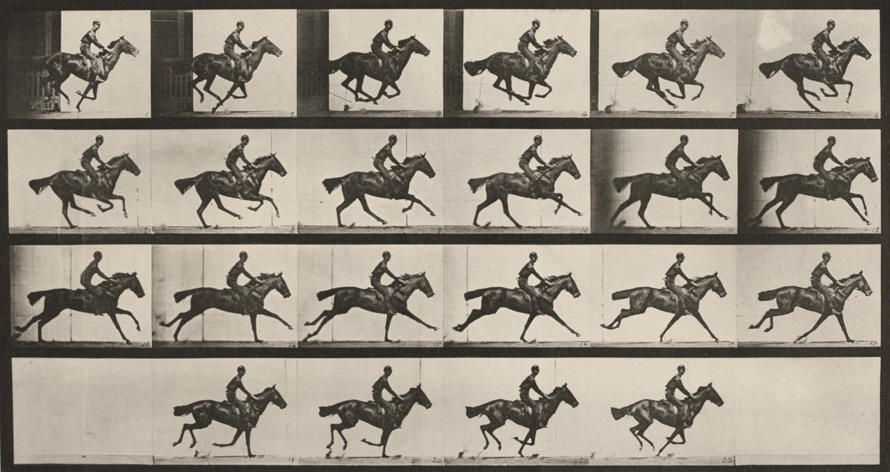 Tavola numero 625. «Bouquet» al galoppo da Eadweard Muybridge