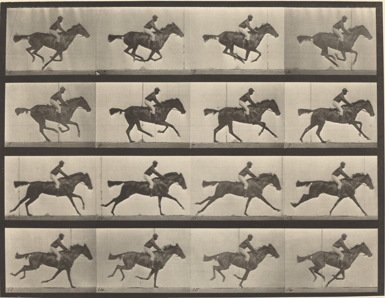 Tavola numero 626. Galoppo, cavalla baia purosangue, Annie G. da Eadweard Muybridge