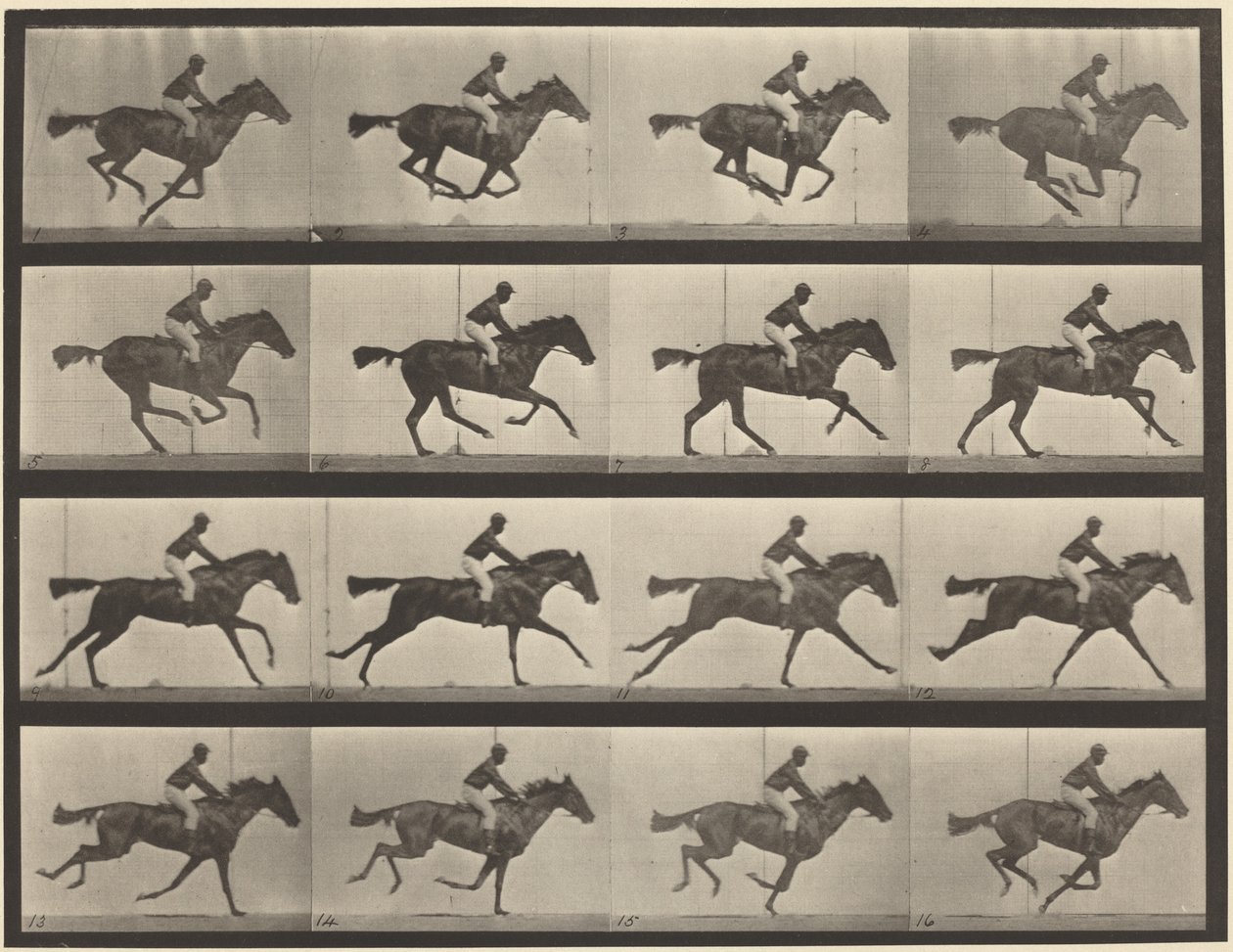Tavola numero 626. Galoppo, purosangue baia, Annie G. da Eadweard Muybridge