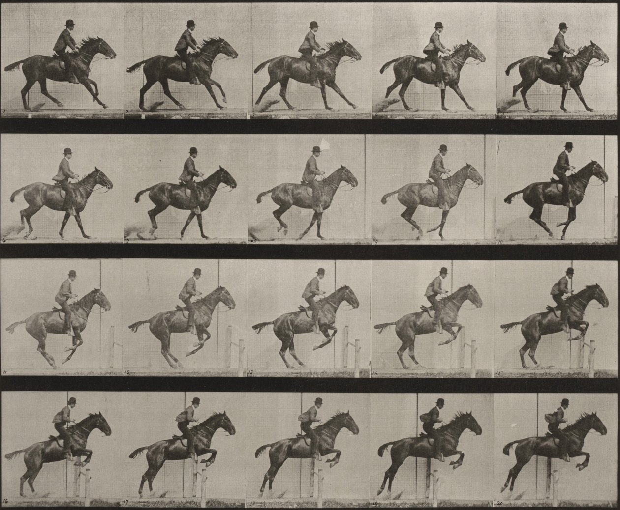 Tavola numero 636. “Daisy” salta un ostacolo, sellata, preparandosi al salto da Eadweard Muybridge