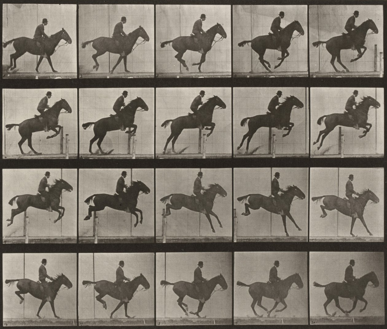 Tavola numero 639. "Daisy" salta un ostacolo, sellata da Eadweard Muybridge